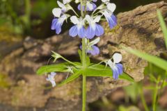 Blue-eyed Mary, Collinsia verna