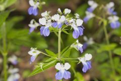 Blue-eyed Mary, Collinsia verna