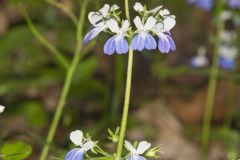 Blue-eyed Mary, Collinsia verna