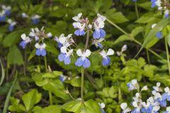 Blue-eyed Mary, Collinsia verna