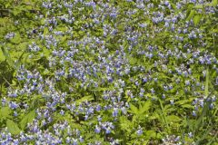 Blue-eyed Mary, Collinsia verna