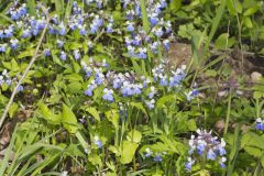 Blue-eyed Mary, Collinsia verna