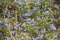 Blue-eyed Mary, Collinsia verna