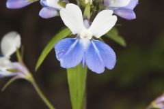 Blue-eyed Mary, Collinsia verna