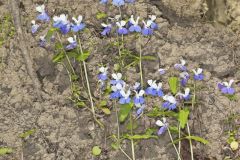 Blue-eyed Mary, Collinsia verna