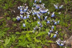 Blue-eyed Mary, Collinsia verna