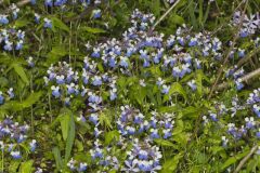 Blue-eyed Mary, Collinsia verna