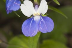 Blue-eyed Mary, Collinsia verna