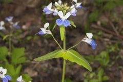 Blue-eyed Mary, Collinsia verna