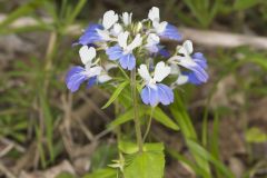 Blue-eyed Mary, Collinsia verna