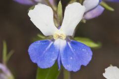 Blue-eyed Mary, Collinsia verna