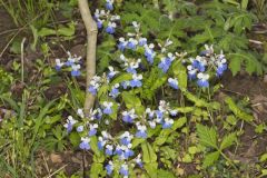 Blue-eyed Mary, Collinsia verna