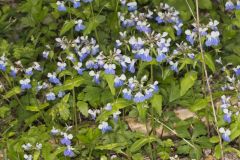 Blue-eyed Mary, Collinsia verna