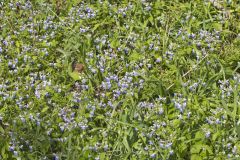 Blue-eyed Mary, Collinsia verna