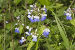 Blue-eyed Mary, Collinsia verna