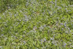 Blue-eyed Mary, Collinsia verna