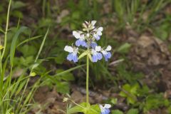 Blue-eyed Mary, Collinsia verna