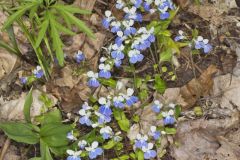 Blue-eyed Mary, Collinsia verna