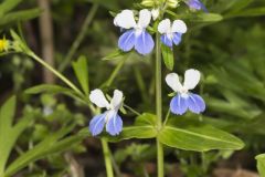 Blue-eyed Mary, Collinsia verna