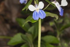 Blue-eyed Mary, Collinsia verna