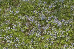 Blue-eyed Mary, Collinsia verna