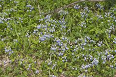 Blue-eyed Mary, Collinsia verna