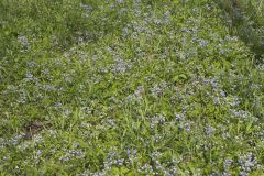 Blue-eyed Mary, Collinsia verna