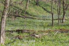 Blue-eyed Mary, Collinsia verna