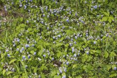 Blue-eyed Mary, Collinsia verna