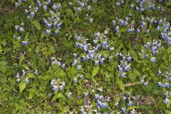 Blue-eyed Mary, Collinsia verna