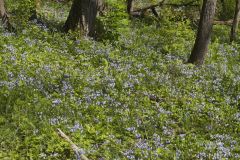 Blue-eyed Mary, Collinsia verna