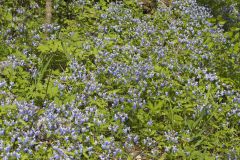 Blue-eyed Mary, Collinsia verna