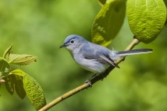 Blue-gray Gnatcatcher, Polioptila caerulea