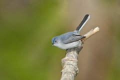 Blue-gray Gnatcatcher, Polioptila caerulea