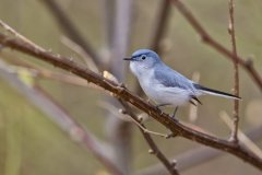 Blue-gray Gnatcatcher, Polioptila caerulea