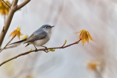 Blue-gray Gnatcatcher, Polioptila caerulea