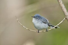 Blue-gray Gnatcatcher, Polioptila caerulea