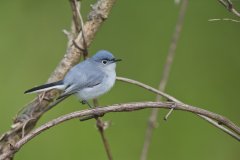 Blue-gray Gnatcatcher, Polioptila caerulea