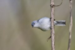 Blue-gray Gnatcatcher, Polioptila caerulea