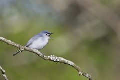 Blue-gray Gnatcatcher, Polioptila caerulea