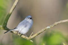 Blue-gray Gnatcatcher, Polioptila caerulea