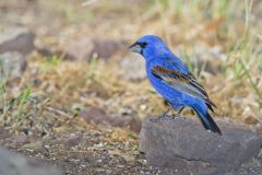 Blue Grosbeak, Passerina caerulea