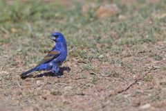 Blue Grosbeak, Passerina caerulea