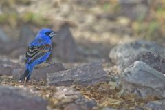 Blue Grosbeak, Passerina caerulea