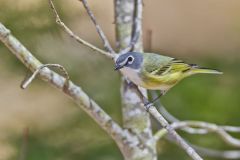 Blue-headed Vireo, Vireo solitarius