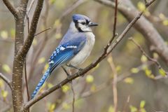 Blue Jay, Cyanocitta cristata