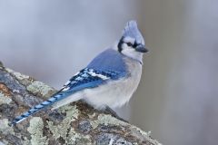 Blue Jay, Cyanocitta cristata