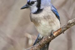 Blue Jay, Cyanocitta cristata