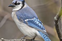 Blue Jay, Cyanocitta cristata