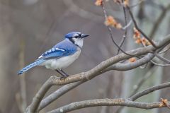 Blue Jay, Cyanocitta cristata